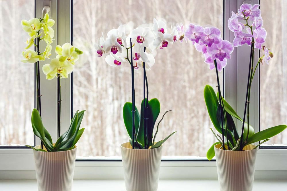 Annual Orchid Spectacular post image
