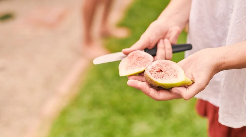 Community co-operation vital as PIRSA targets fruit fly hotspots post image