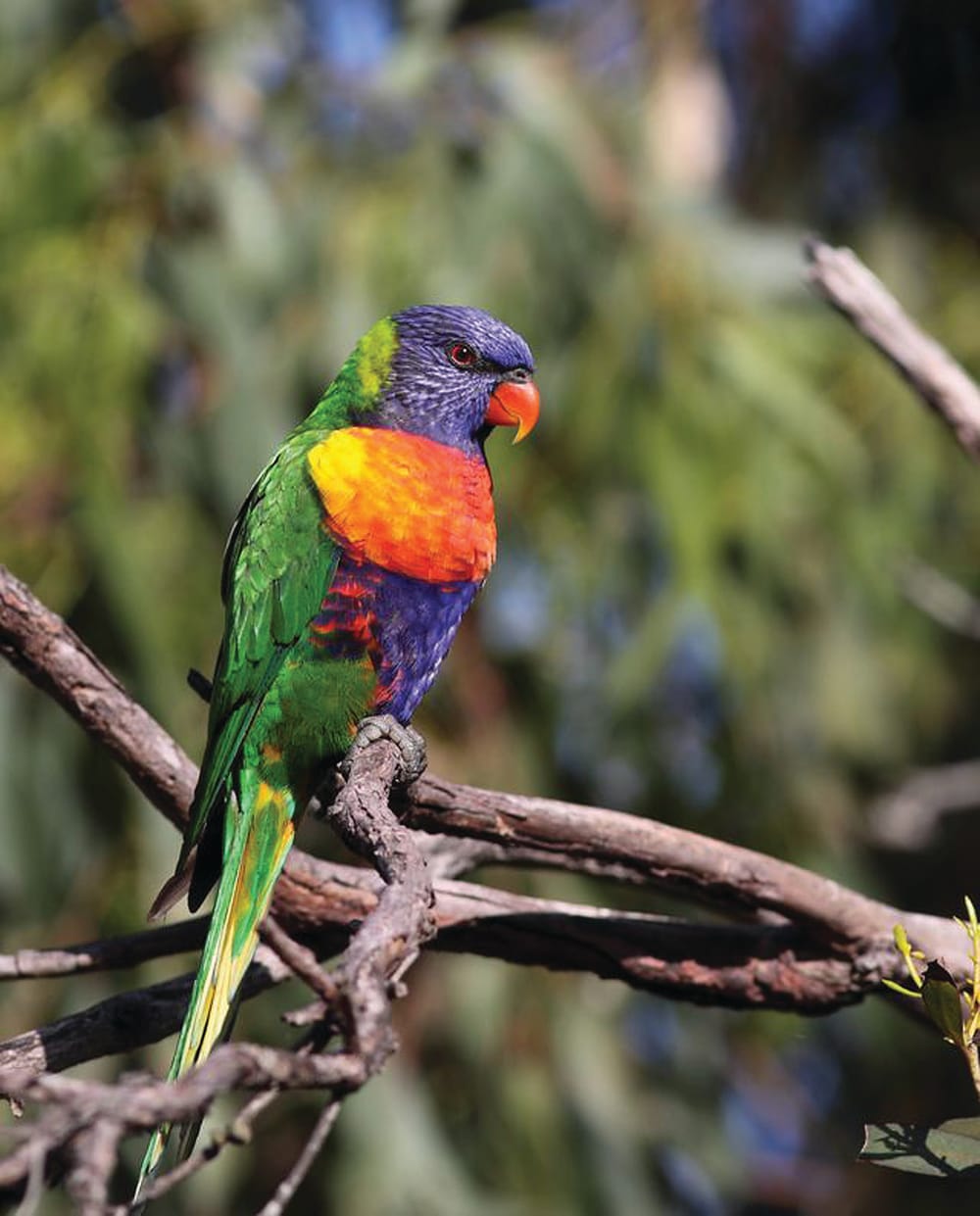 Registrations open for Australia’s largest citizen science project post image