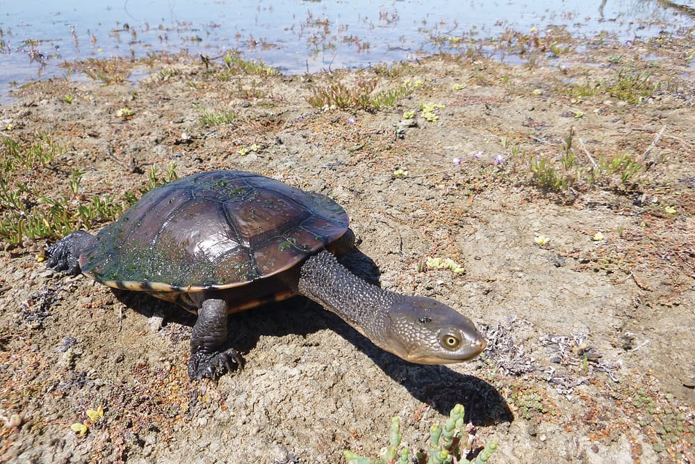 Put turtles back on the map post image