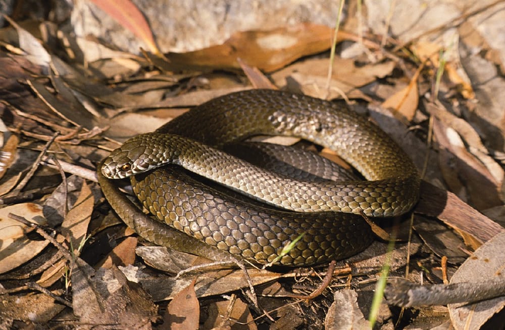 Riverland warned to be snake-smart as summer heats up post image