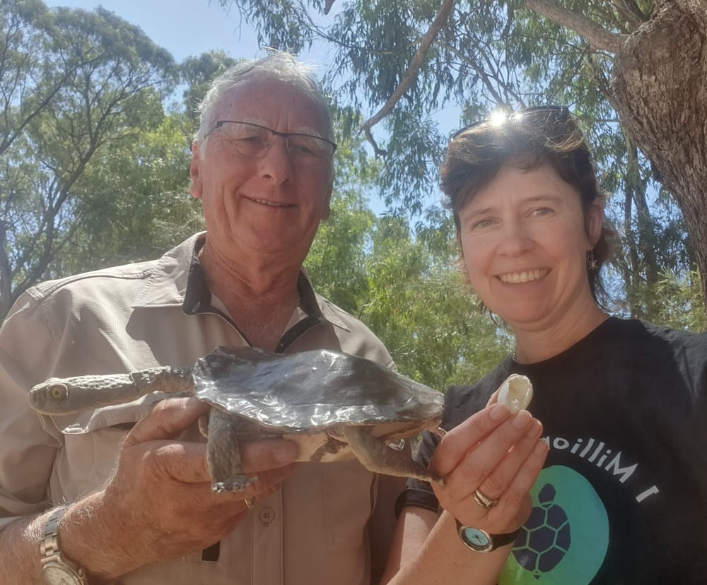 Volunteers being sought to spot wild turtles post image