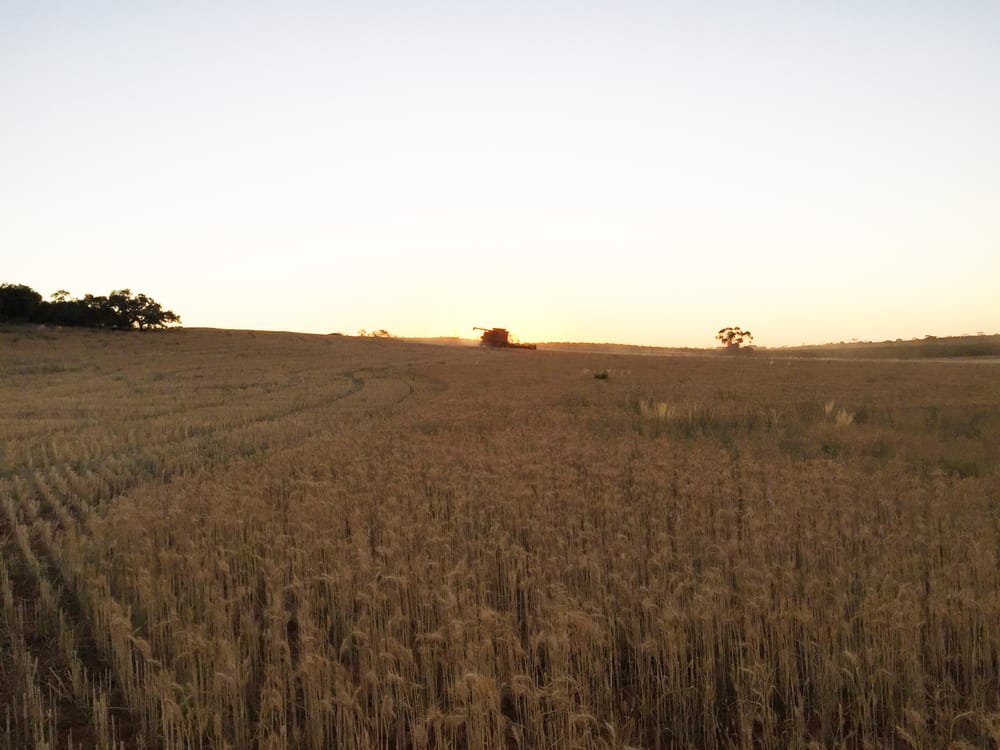 $250K loans to help support Riverland farmers post image