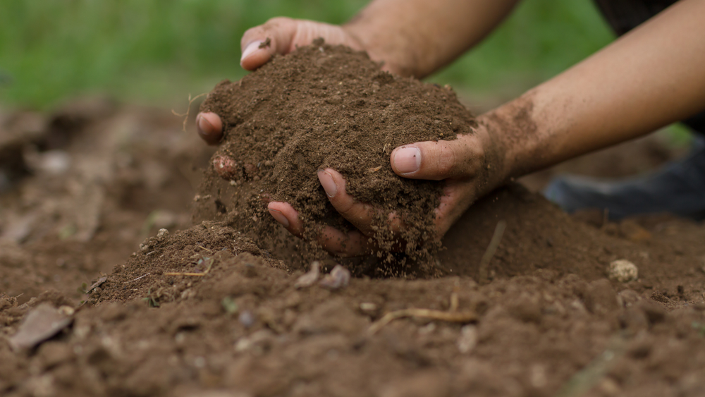 Soil monitoring program to target the Riverland post image