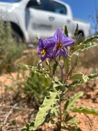 Time to weed out silverleaf nightshade post image