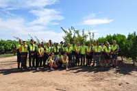 Flavour-first apricots take centre stage post image