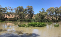 Post-flood weeds and pests ‘threat to’ Murray River recovery post image
