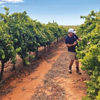 Heat and rain hampering vintage post image