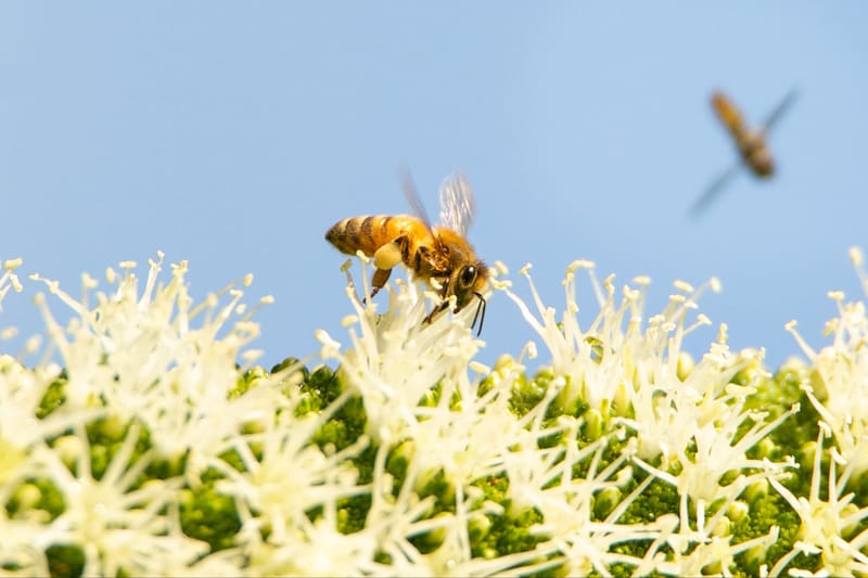 Calling for PIRSA to work with beekeepers post image