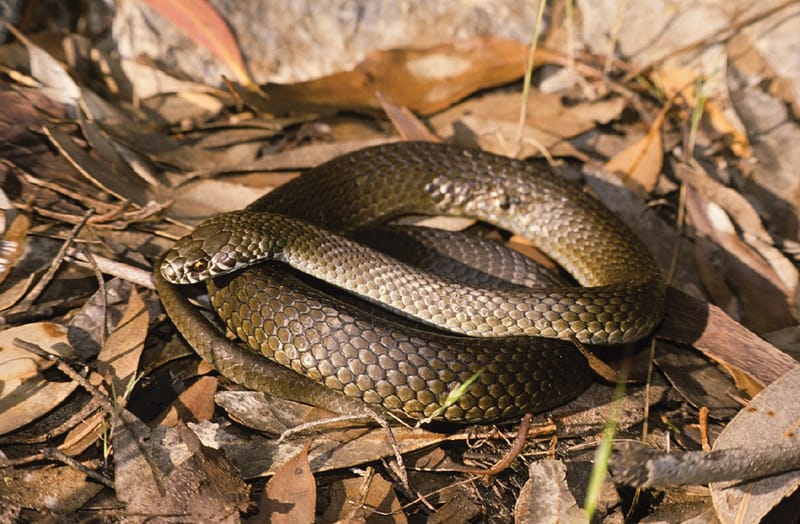 Riverland warned to be snake-smart as summer heats up post image