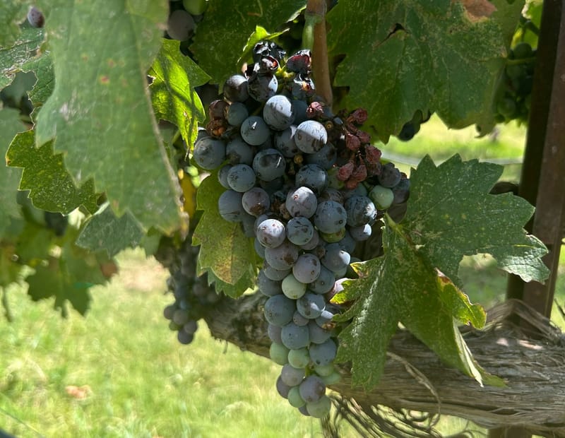 Heat equals early vintage post image